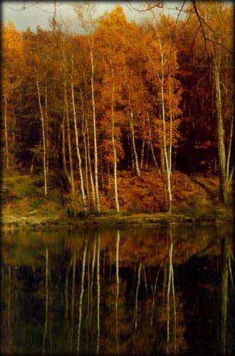 Forêt de Carnelle